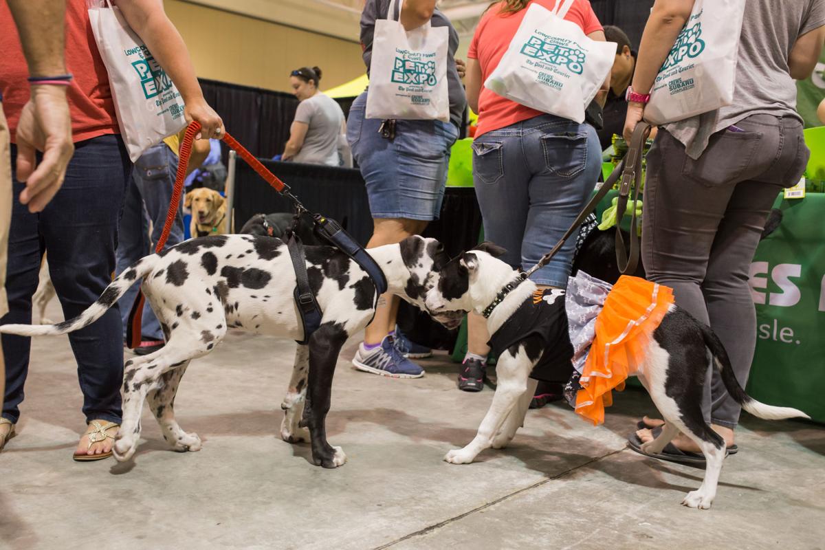 Pet Expo-October 14, 2017-294