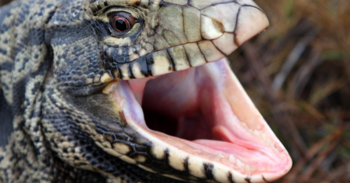 Sightings of large, invasive lizard species reported in Aiken County area