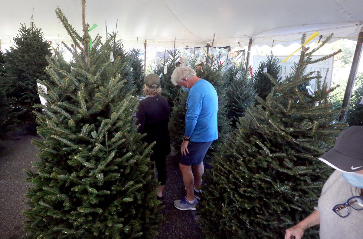 Sc Christmas Tree Farms Expect Sales Boom As Virus Drives People Outdoors Business Postandcourier Com