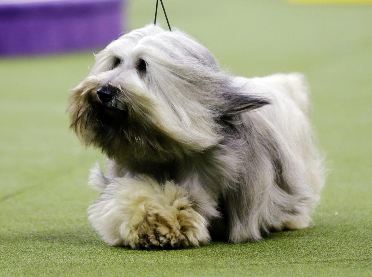 Westminster Dog Show