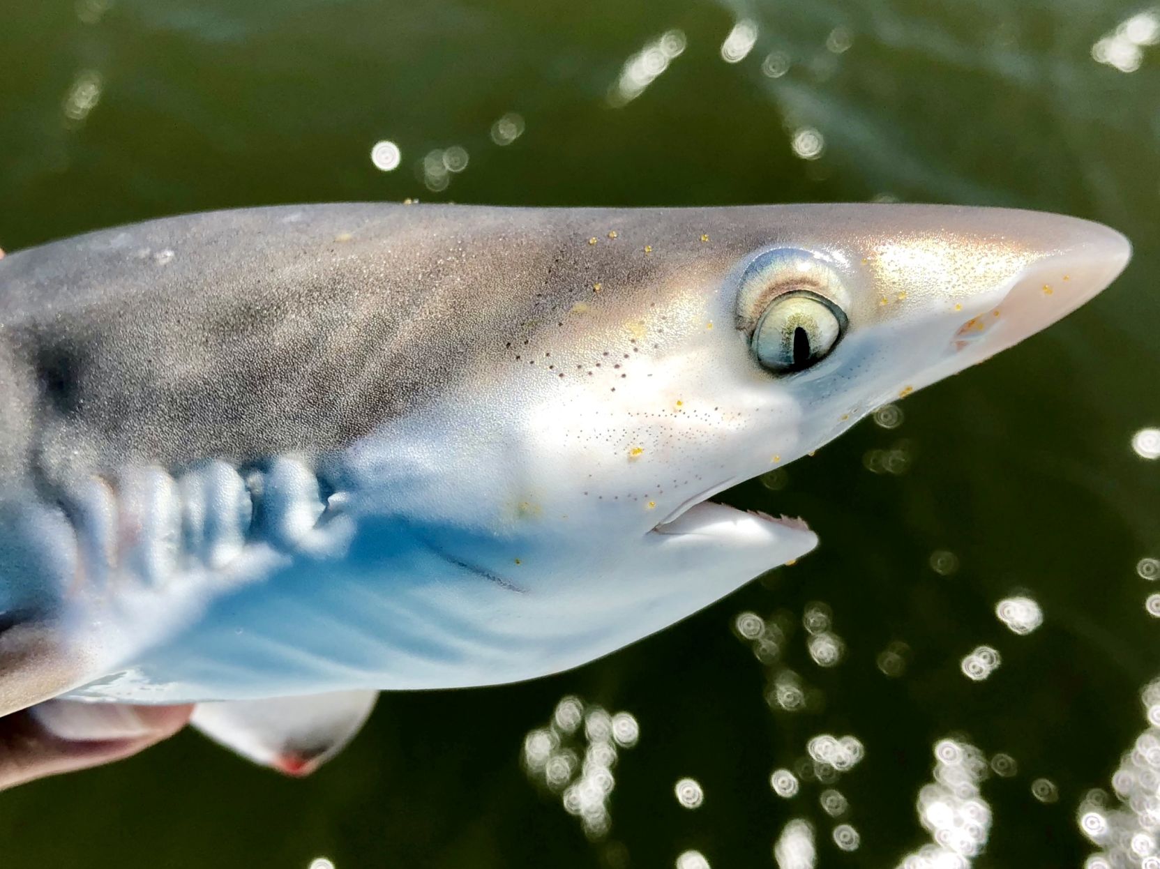 Tens Of Thousands Of Newborn Sharks Swim In Coastal South Carolina Tens Of Thousands Of Newborn Sharks Swim In Coastal South Carolina