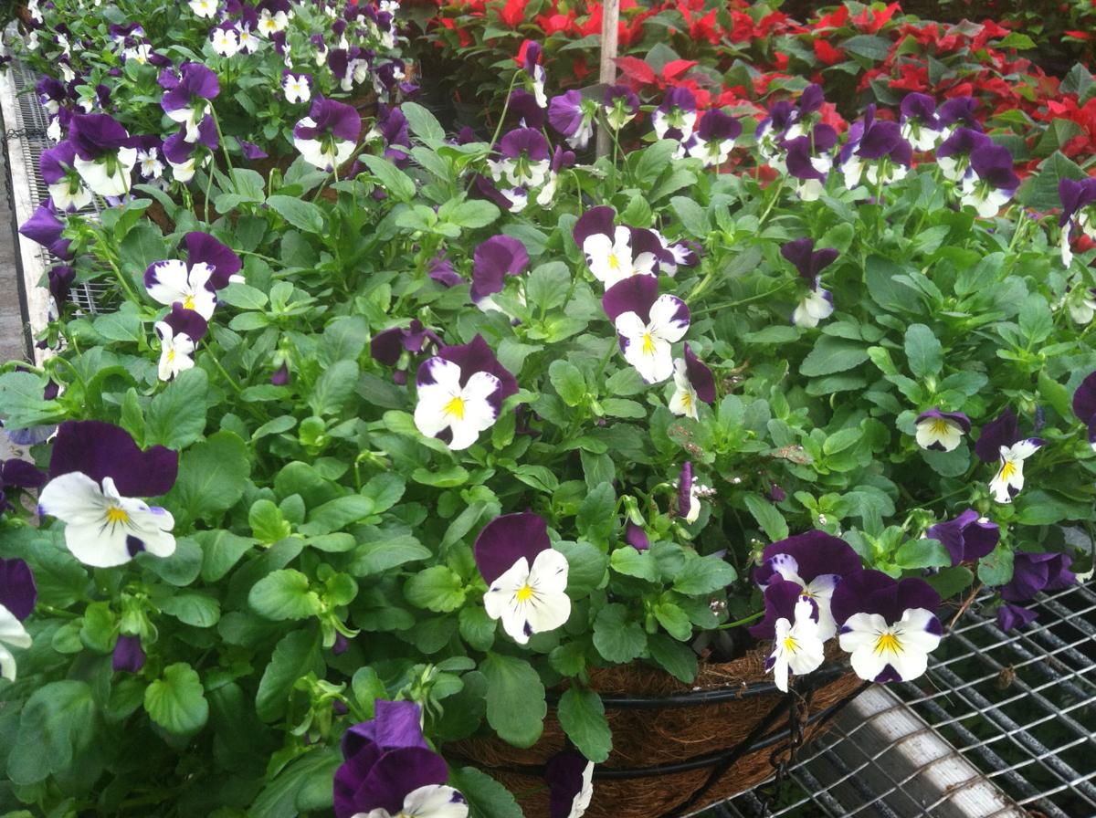 Fall is perfect time to take care of garden chores Columnists Fall is perfect time to take care of garden chores Columnists