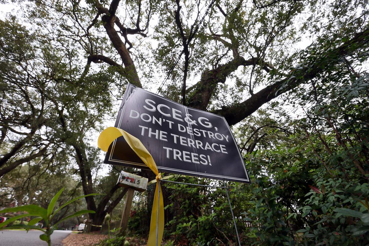 Charleston taking action on possible SCE&G 'tree abuse ...