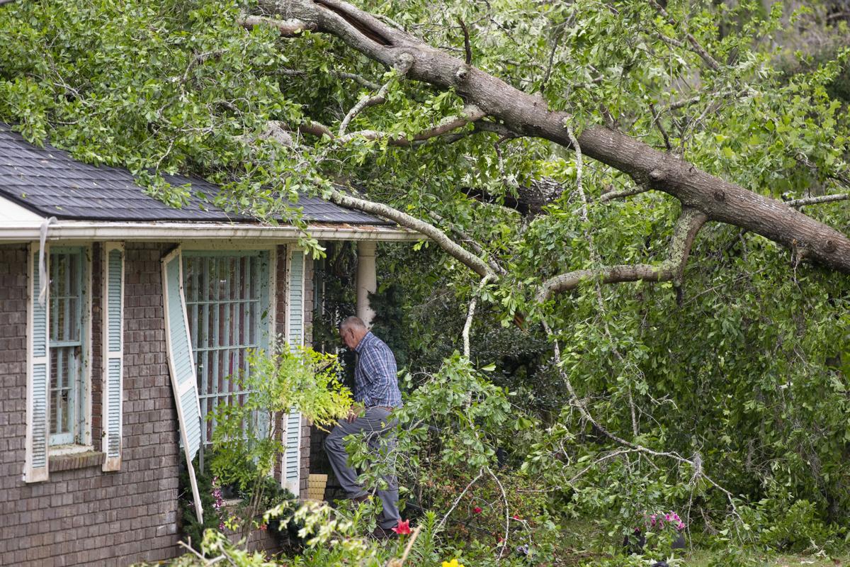 tree on home.jpg
