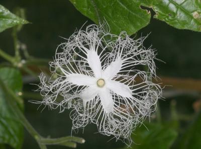 Mystery Plant Mystery Plant S Name Means Hairy Flower In Greek Features Postandcourier Com