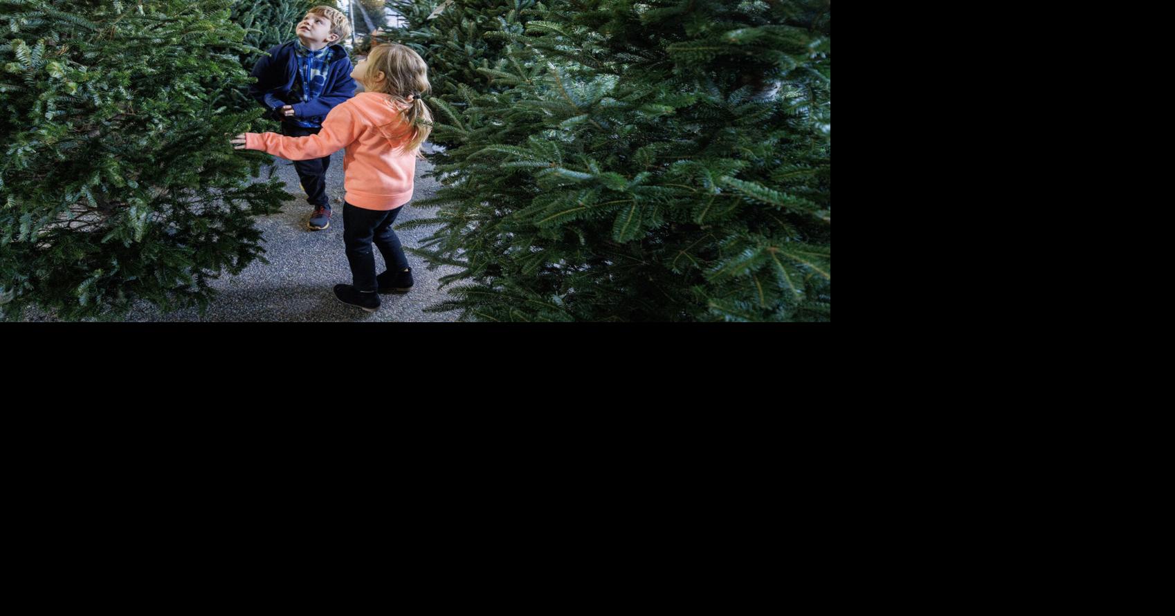 SC Christmas trees recover after Helene topples thousands