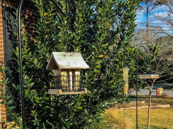 SC wildlife officials: Their dirty bird feeders are deadly.  Take them down.  |  News