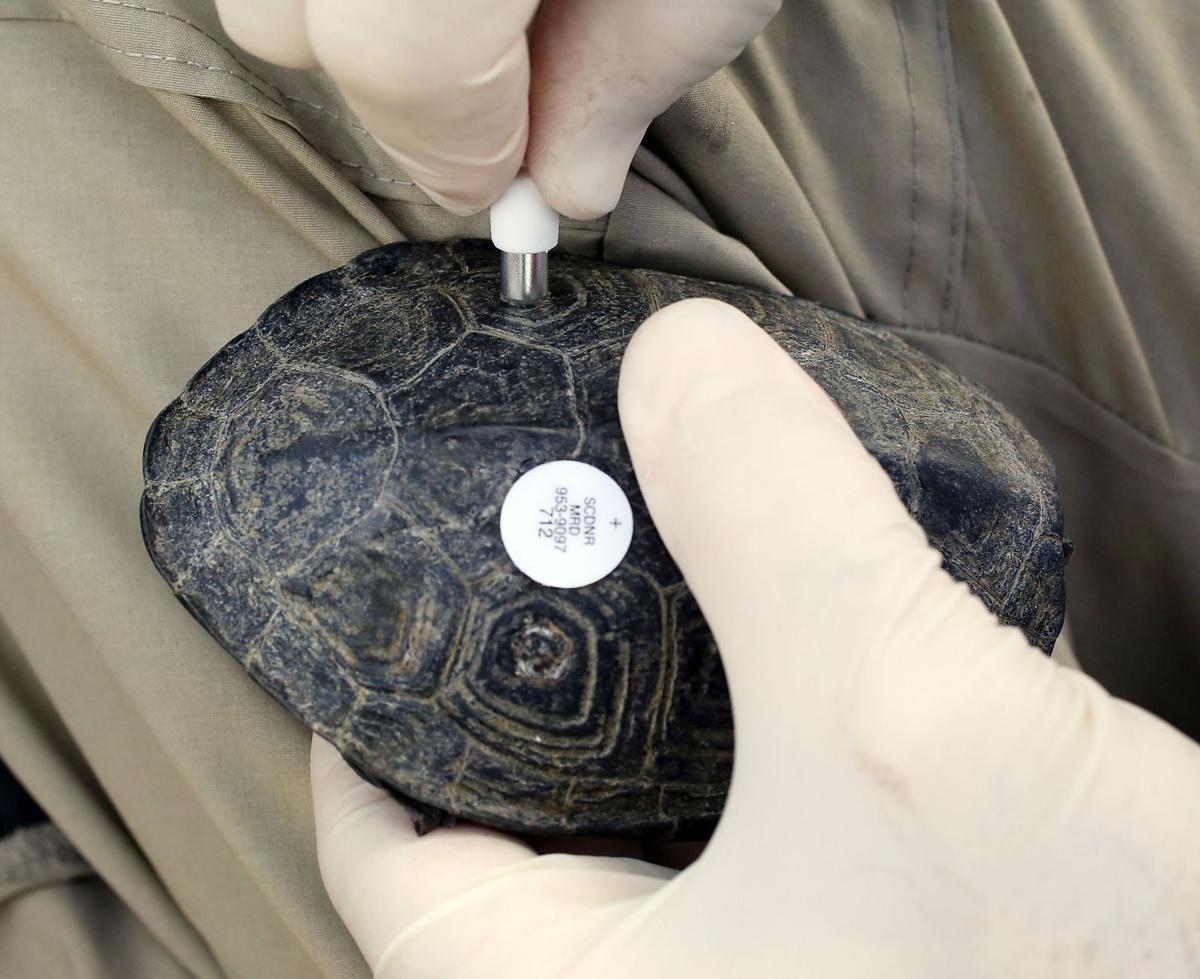 DNR Terrapin Turtle Survey