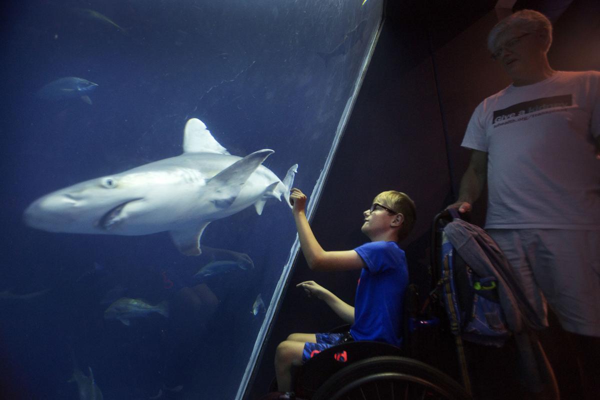 Shark Week Exhibit At The South Carolina Aquarium Photo Galleries Postandcourier Com