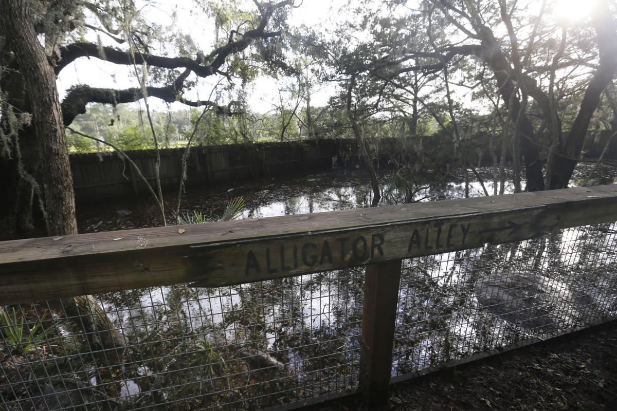 alligator alley.jpg
