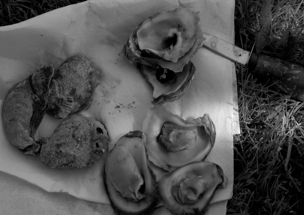 Lowcountry Oyster Traditions