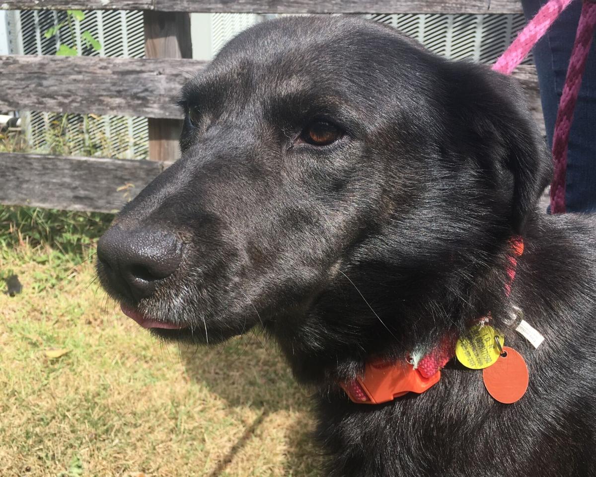 FOTAS: County pets can be microchipped for free Saturday | Feature Columns FOTAS: County pets can be microchipped for free Saturday | Feature Columns