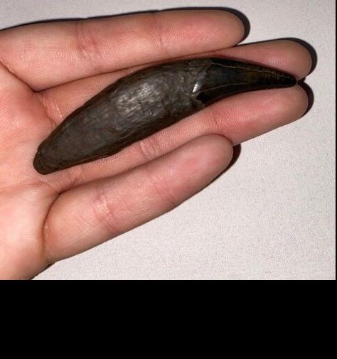 SC diver finds rare prehistoric bear tooth fossil in Cooper River |  News