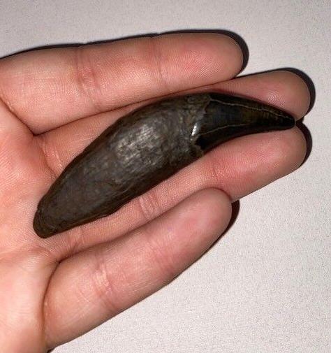 SC diver finds rare prehistoric bear tooth fossil in Cooper River |  News