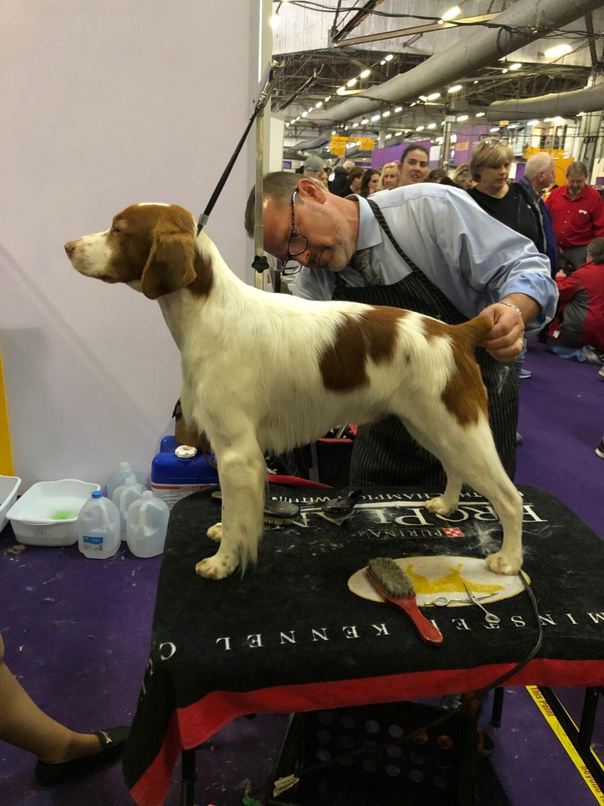WATCH LIVE Aiken dog Zipper competes at Westminster News