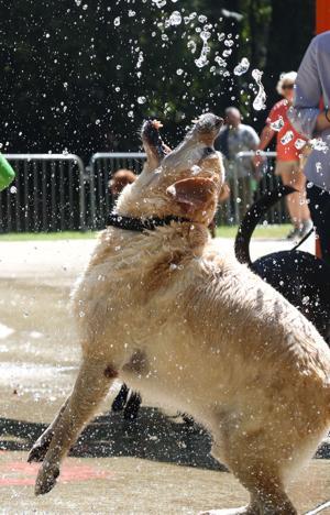 SoggyDoggyDay (16).jpg