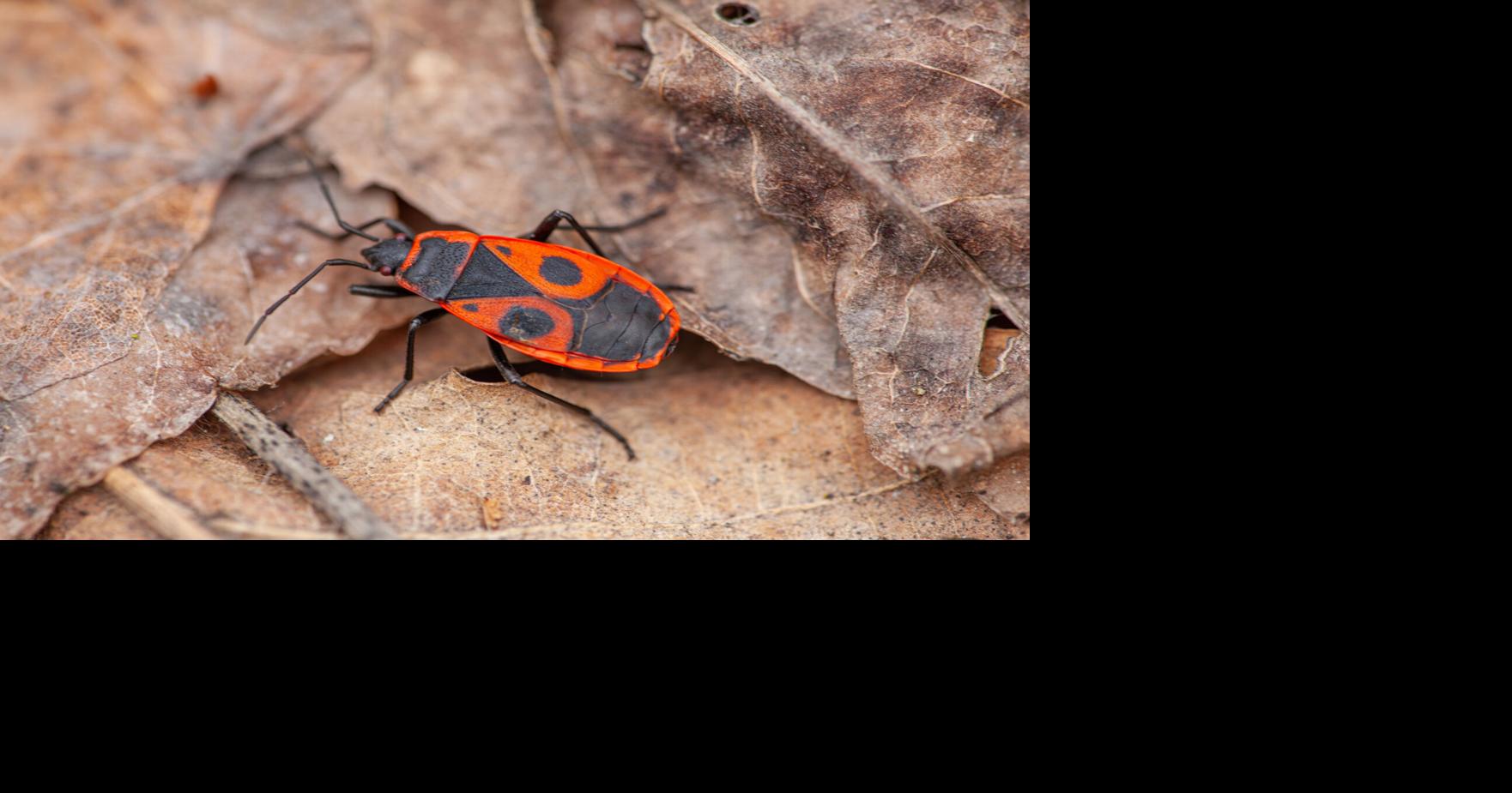 When winter hits, the bugs take off to stay warm