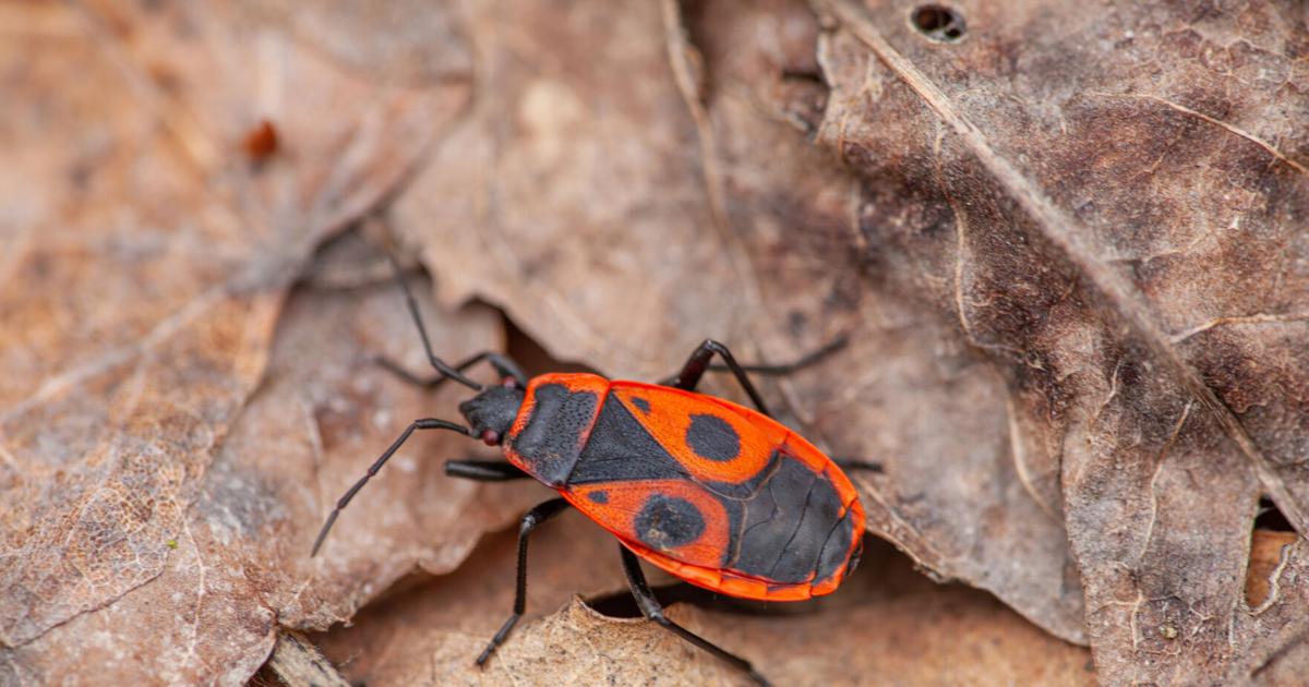 February Bug When winter hits, the bugs take off to stay warm