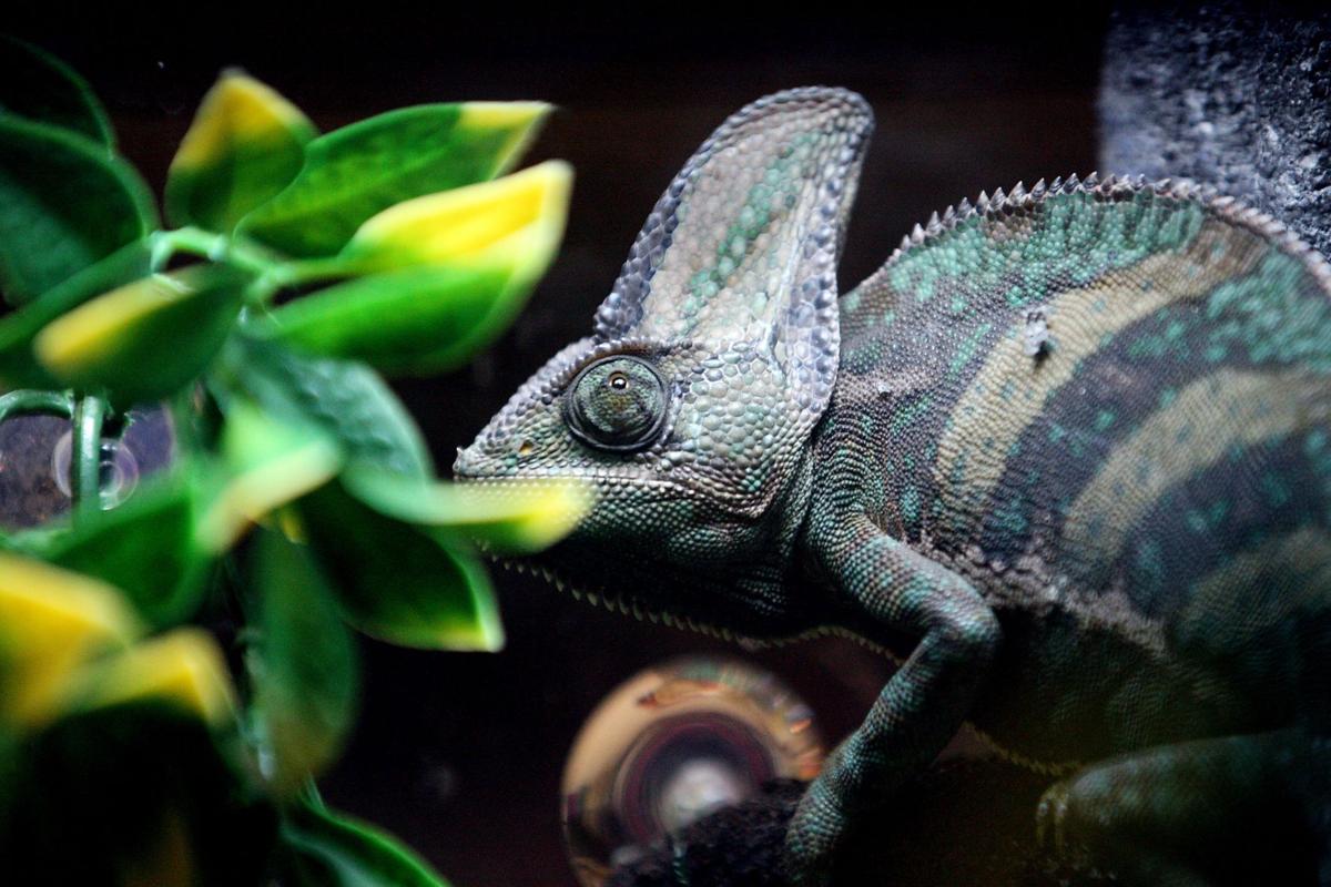 Repticon slithers back into Lowcountry for 2day expo Charleston