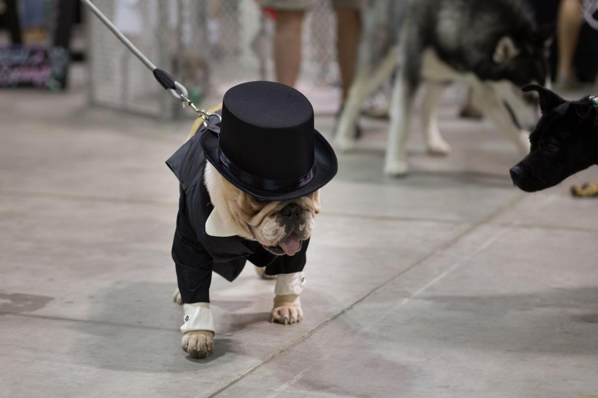 Pet Expo-October 14, 2017-107