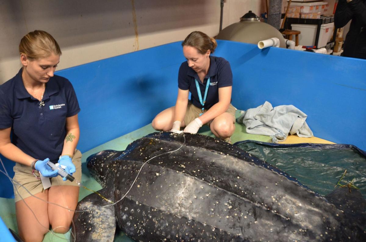 Huge Leatherback Strands At Folly Beach First Sea Turtle