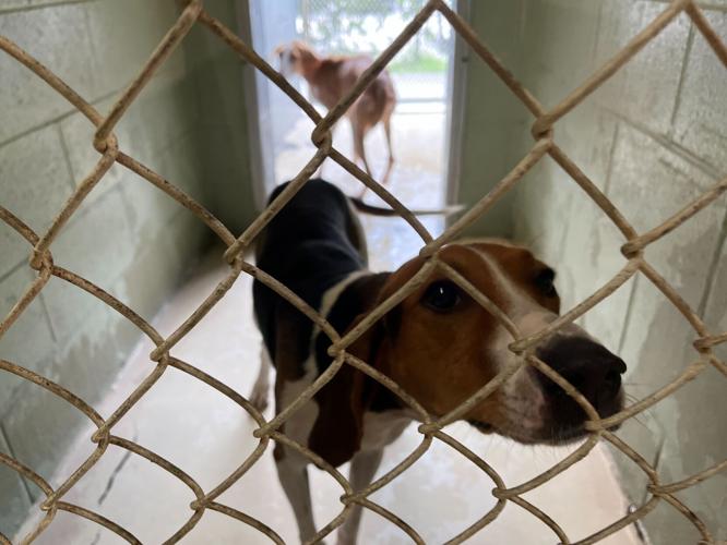Horry County Animal Care Center receives 170+ intakes so far this month