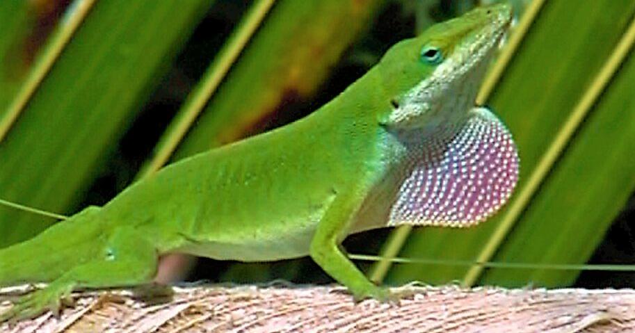 ECOVIEWS: Why do some lizards change colors? | Features ...