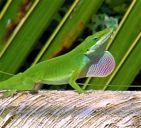 ECOVIEWS Why do some lizards change colors? Features