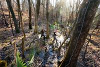 SC forests are protected for trapping carbon, with a little help from California