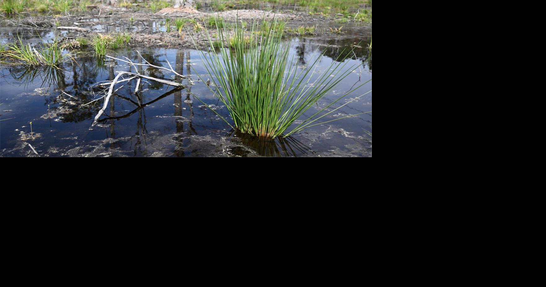 As feds pull back on protecting wetlands, some South Carolina communities are leaning in