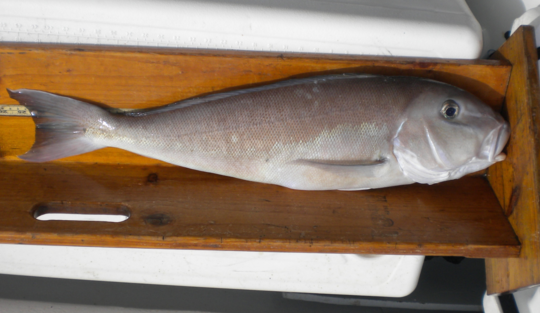 Pacific Golden-eyed Tilefish