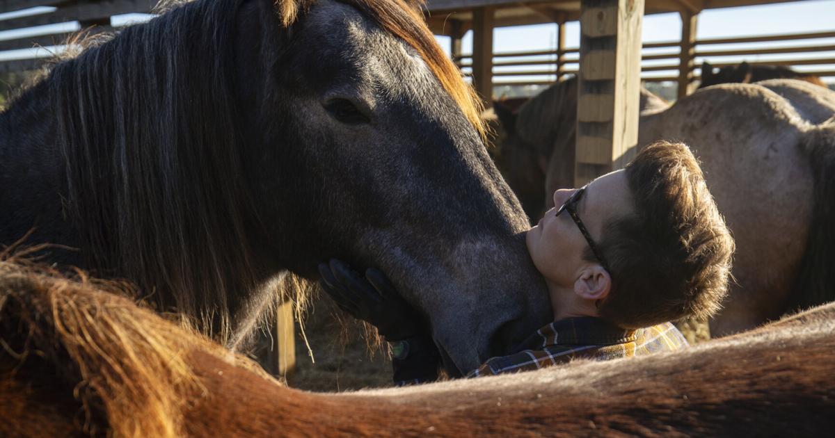 Only about 7,000 of these giant horses are left globally. 5 live in the ...