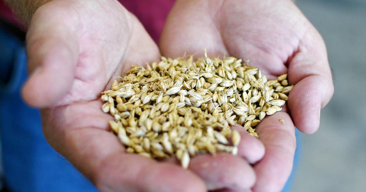 Builds Malt Dorchester County farmer builds state’s first malt house