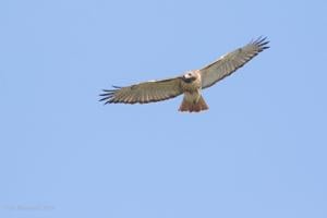 Raptor watch: Ctr. for Birds of Prey kicks off fall migratory count