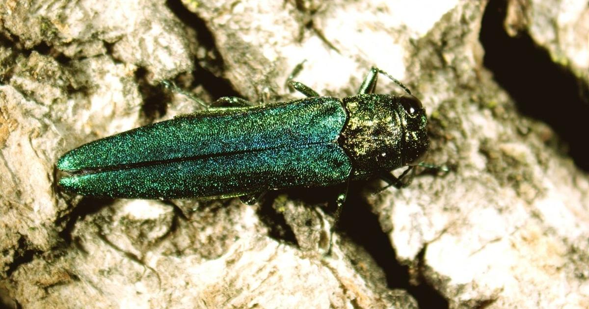 'The most invasive forest pest of our generation' is attacking trees in ...