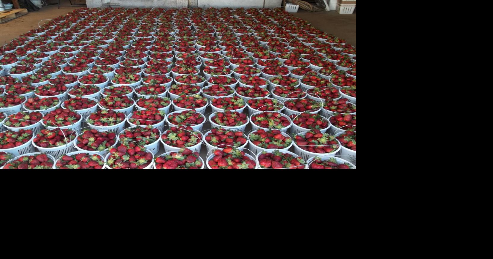 As strawberry season begins, SC farmers are wary of disease threat that could ruin crops