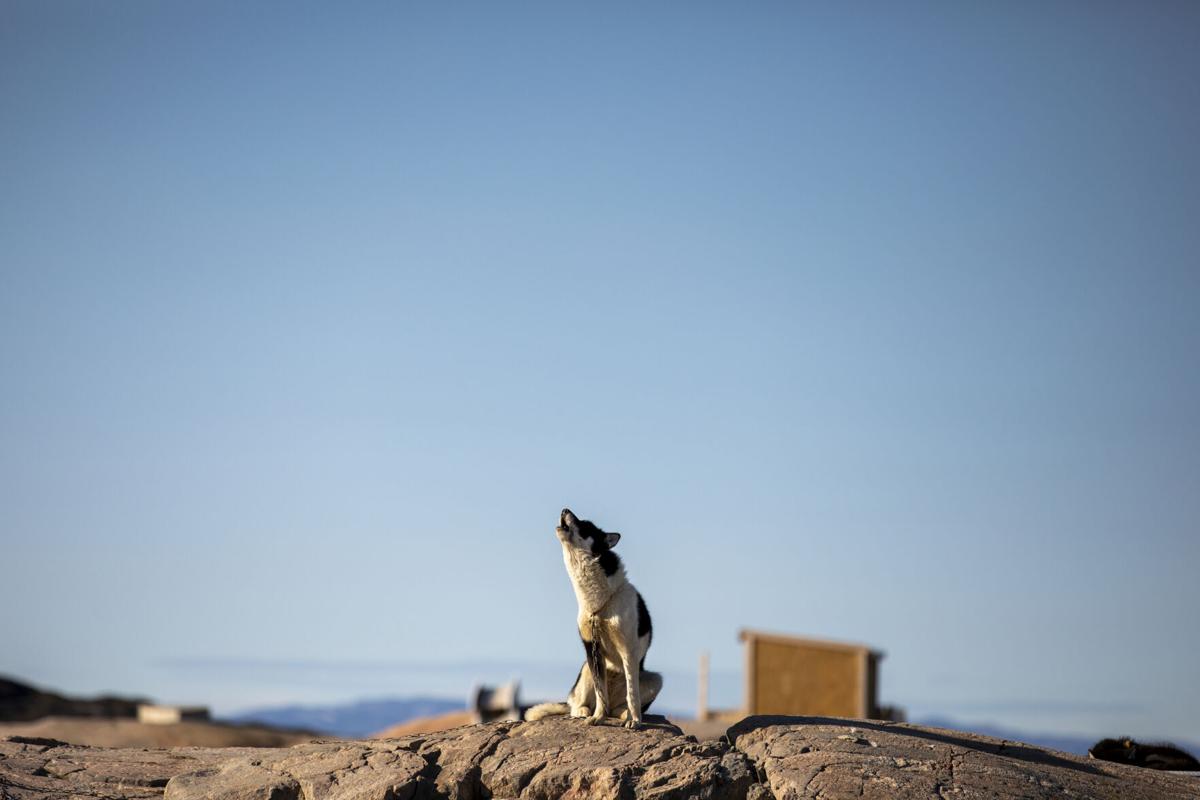 PRINT OPTION-sled dog PRINT OPTION.JPG