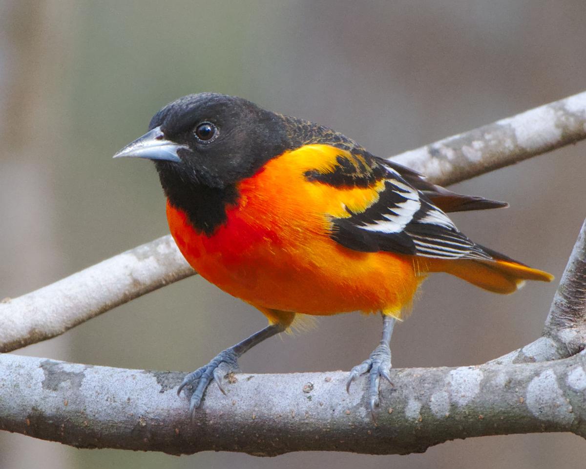 Carl-Miller Birds.jpg