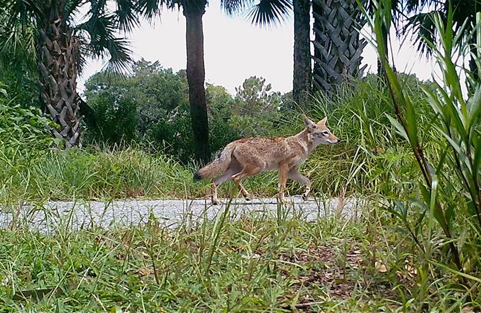 SC legislator calls for 75 bounty on coyotes News
