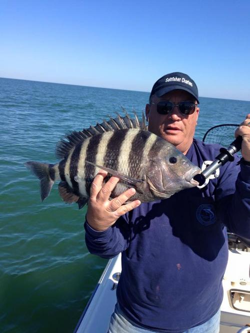 Sheepshead A Good Option For Winter Anglers Along Sc Coast