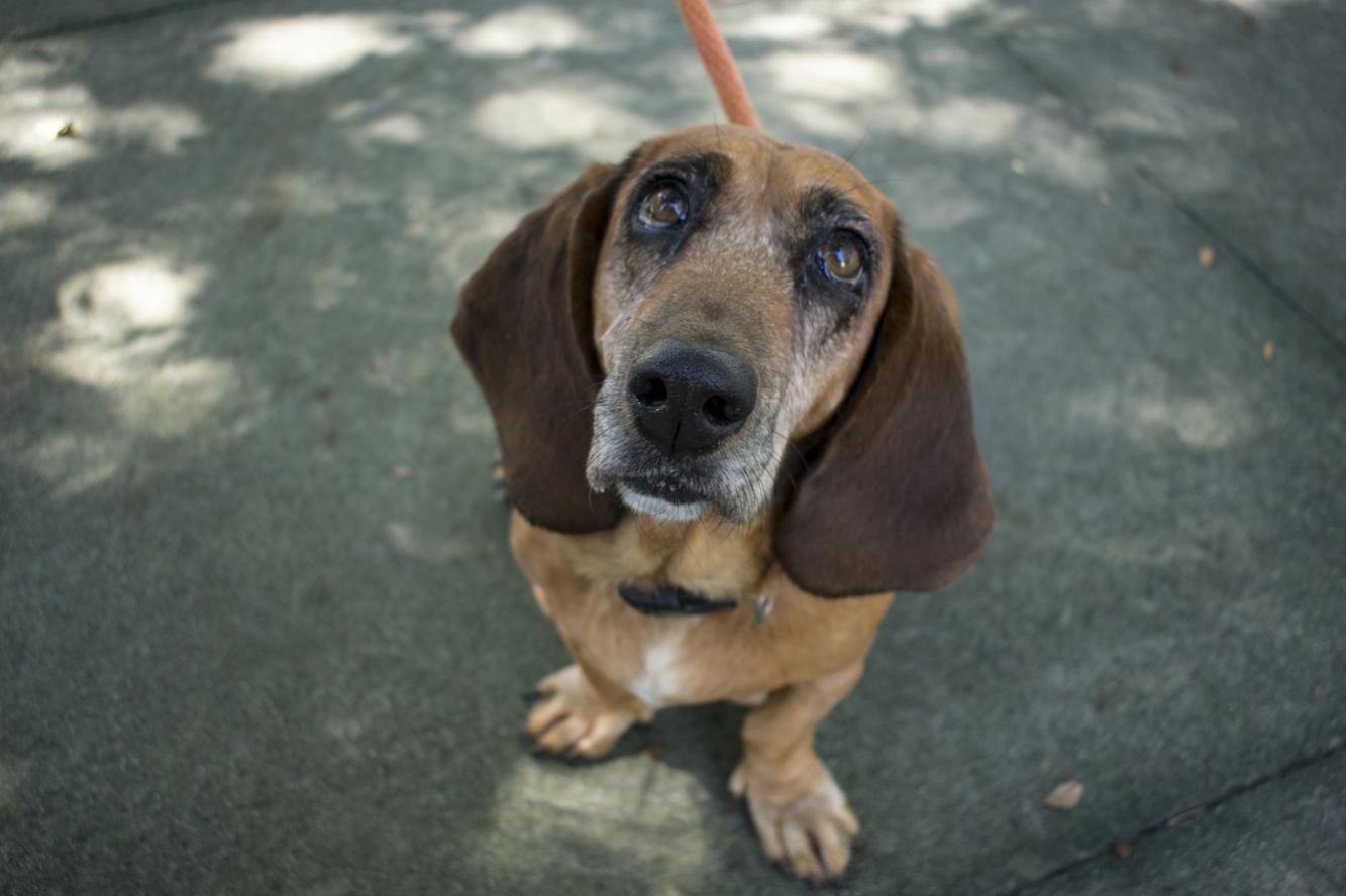 Sample of tissue from lump on dog's chest can reveal answers Features