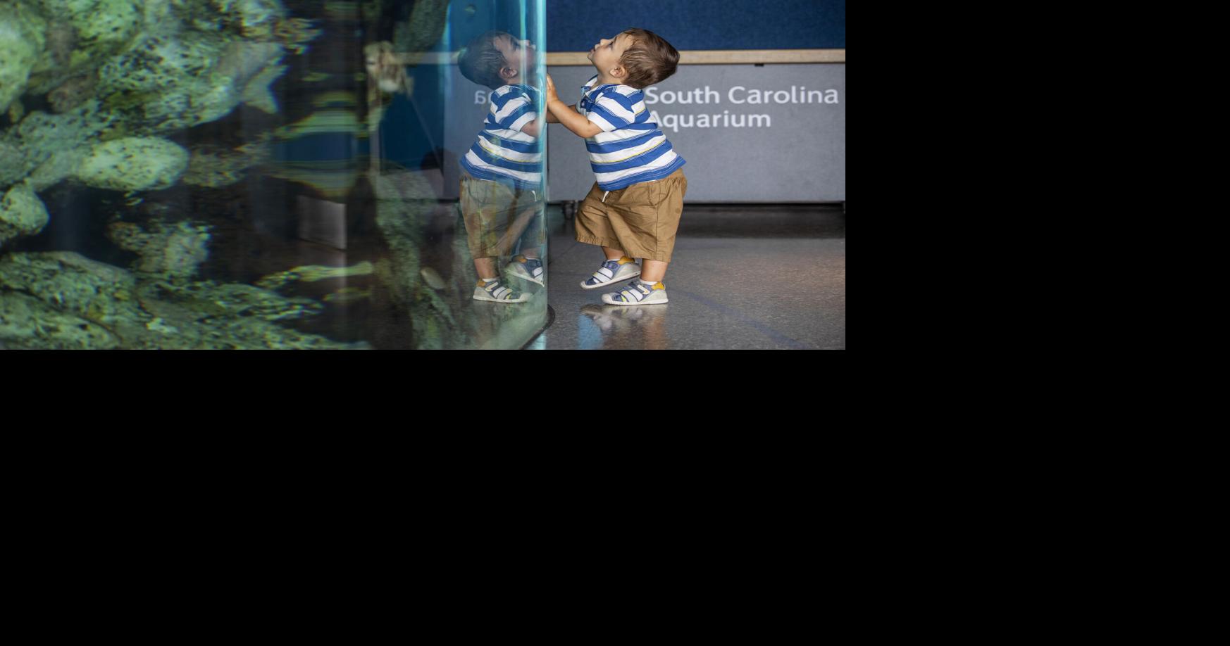 Jurassic giants will be on display in Charleston this summer in new aquarium exhibit