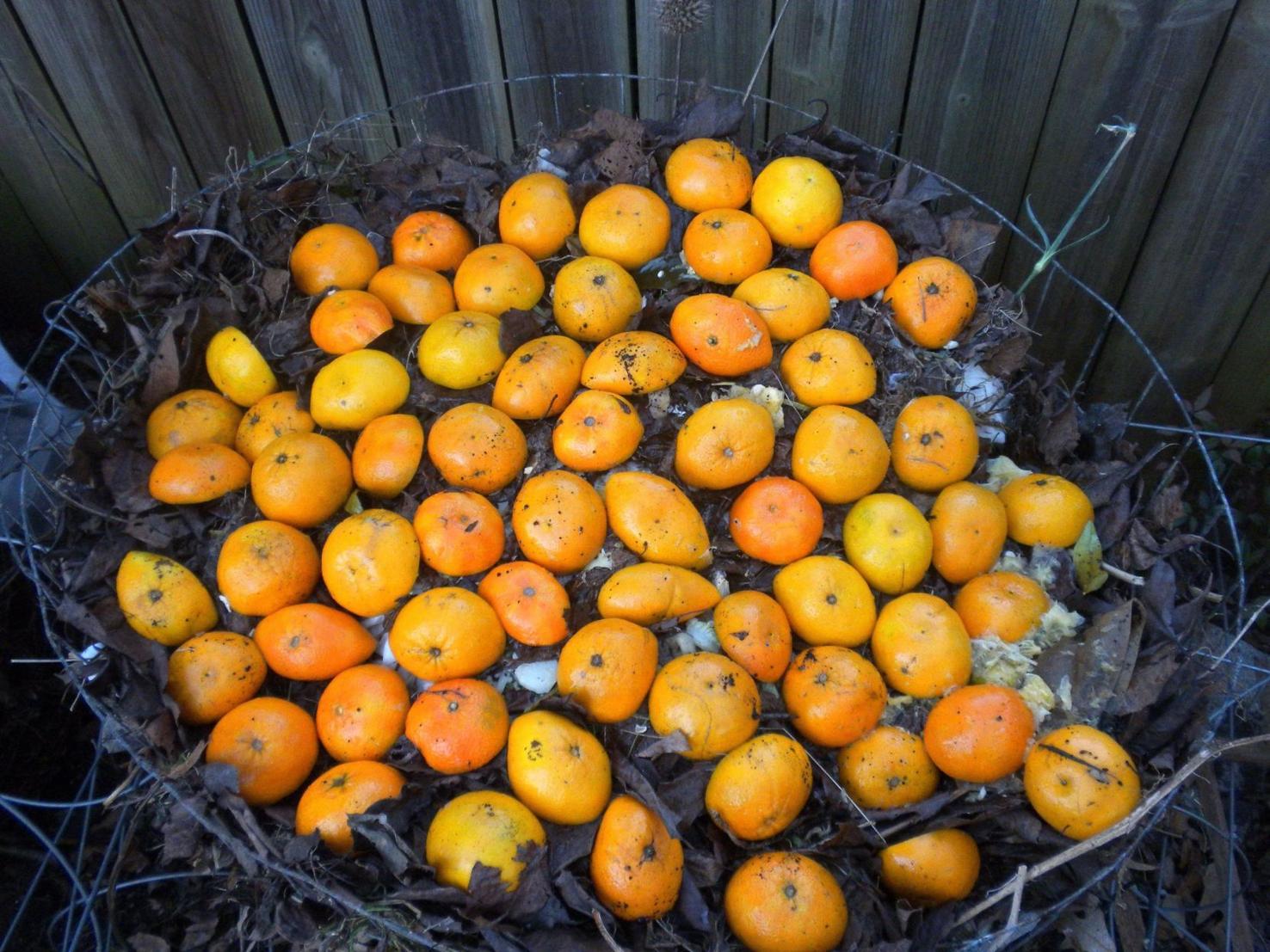 Plant is hybrid of sweet orange and grapefruit Feature Columns