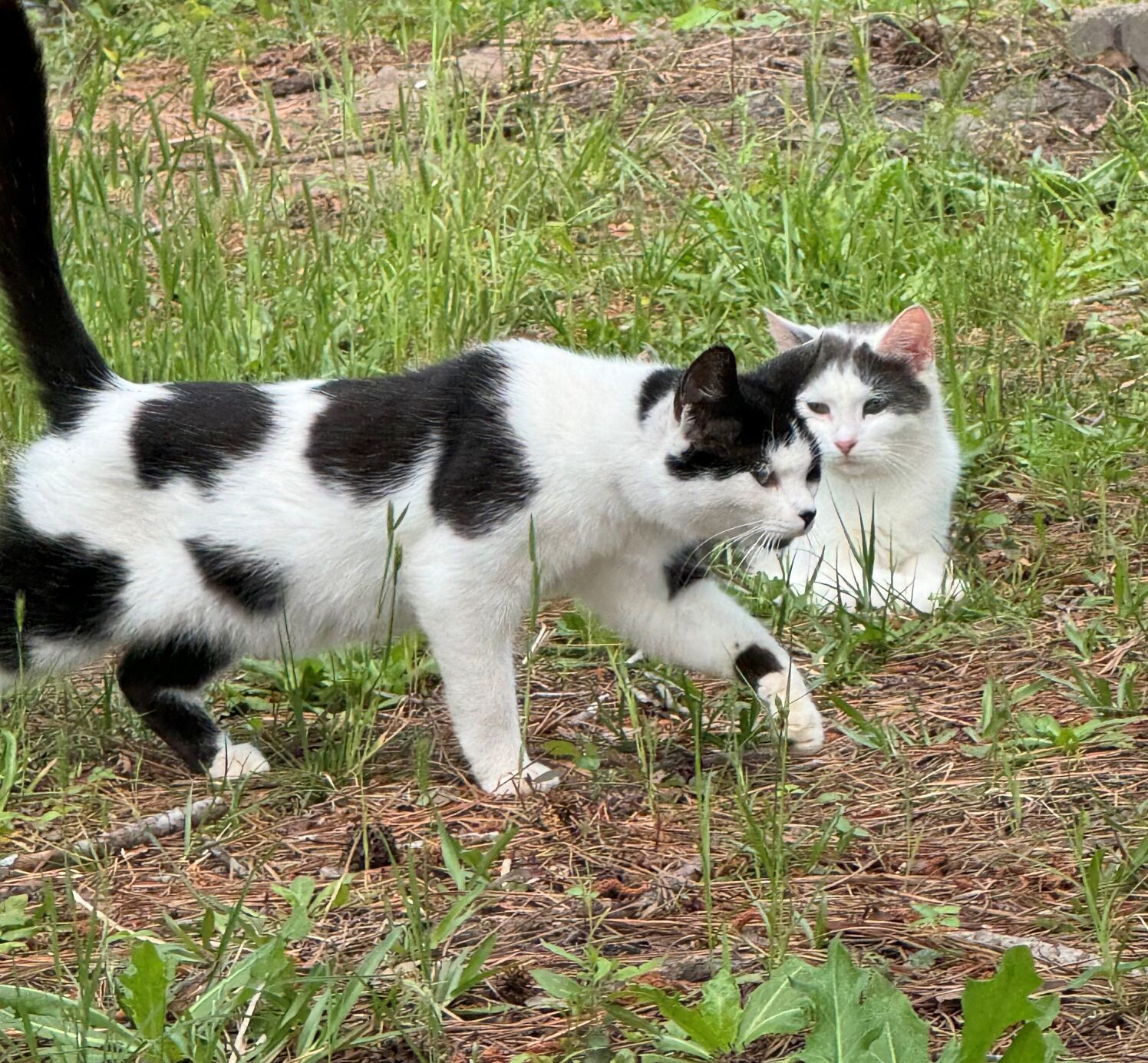 13 Summerville cats died after eating food laced with poison