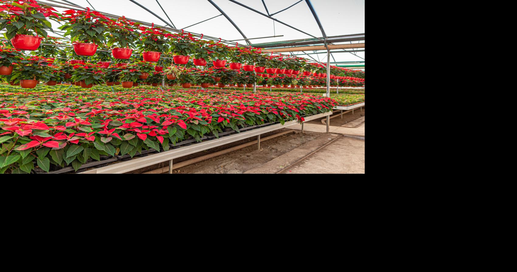 Your winter gardening questions, answered