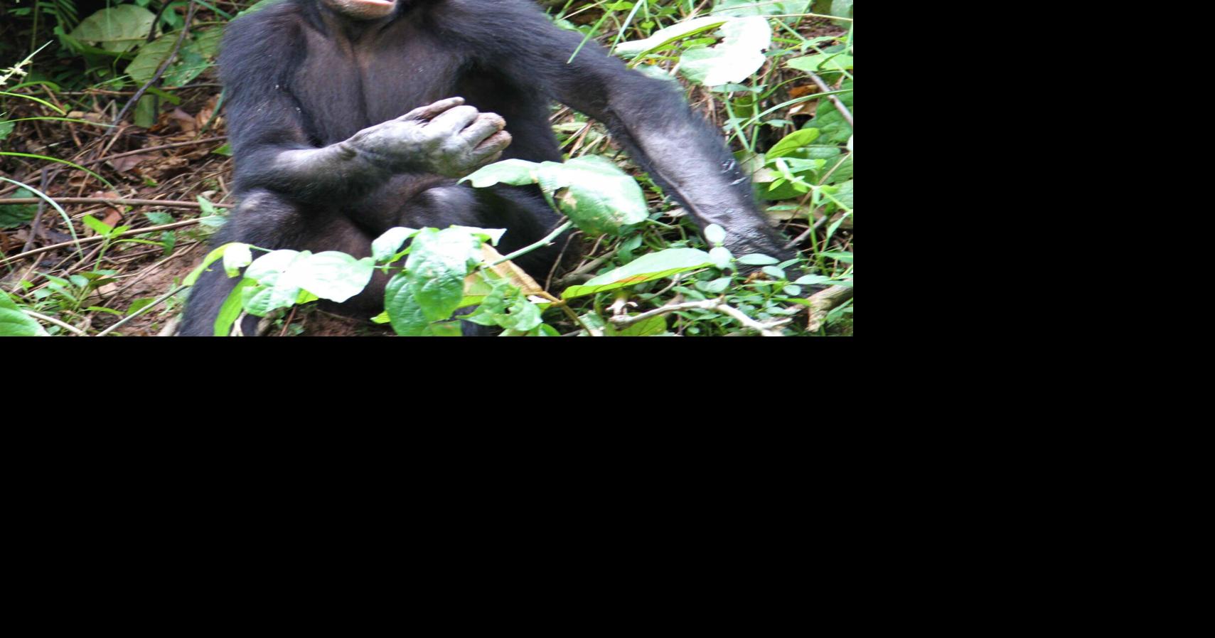 ECOVIEWS: To watch animals interact, visit a zoo