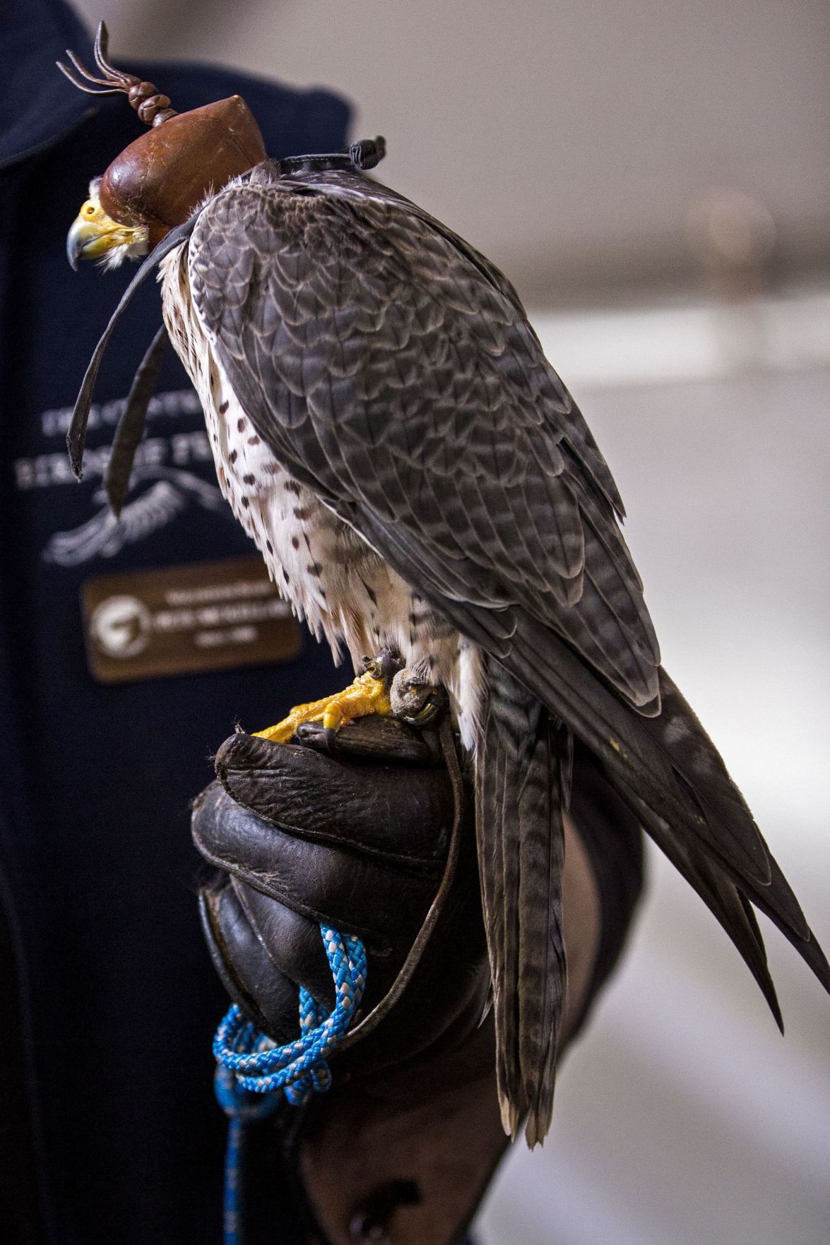 SEWE Birds of Prey