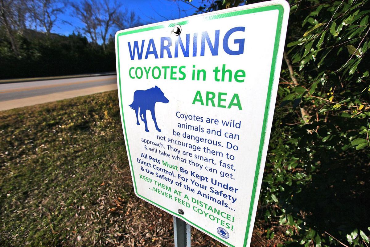 Coyotes could be key to saving the endangered red wolf Archives