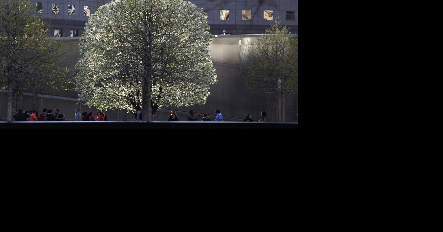 The Survivor Tree Blooms at Ground Zero