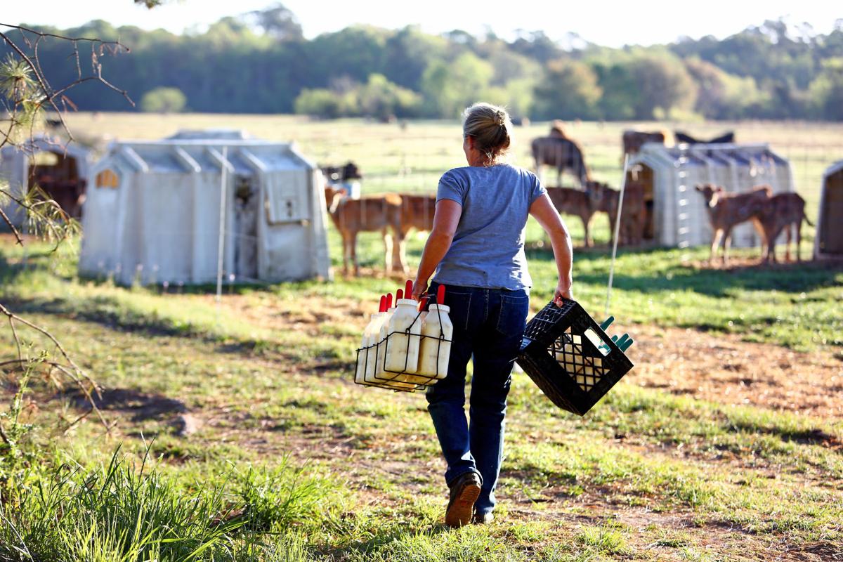 carrycrates inside raw milk